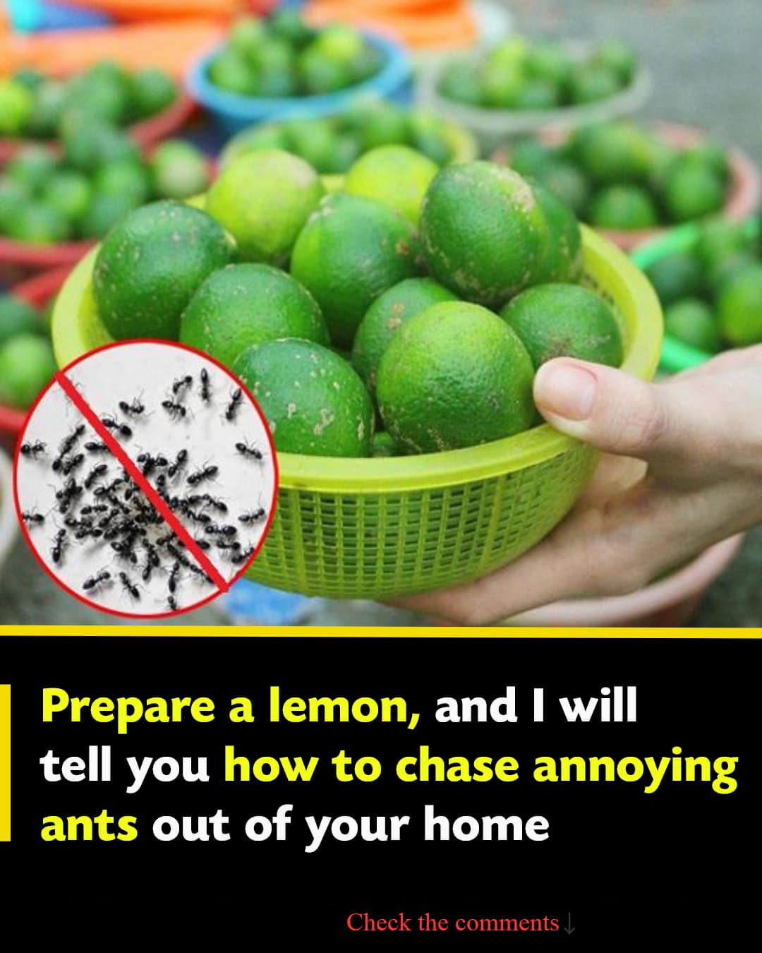 Prepare a lemon, and I will tell you how to chase annoying ants out of your home