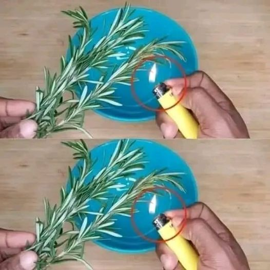 Burn 1 sprig of rosemary at home and see what happens after 10 minutes