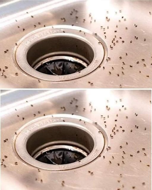 7 natural tips to get rid of midges in the kitchen